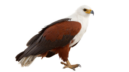 Obraz premium African Fish Eagle on isolated background