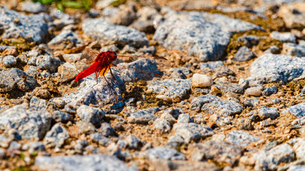 Crocothemis erythraea - scarlet dragonfly, on a sunny summer day
