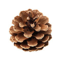 Pine cone on a white background