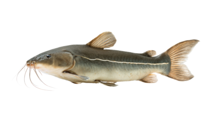 Channel Catfish Isolated