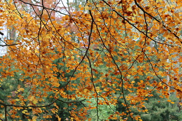 Autumn leaf colours on a beech tree