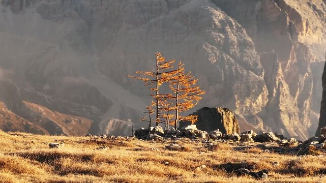 Five towers Cinque Torri mountains majestic landscape of nature in Italy. A lonely young larch against the backdrop of majestic rocks in autumn.