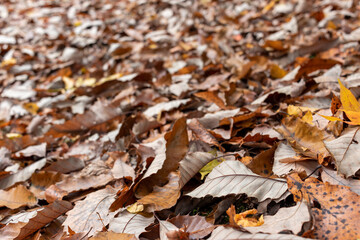 Carpet of Colorful Fallen Leaves