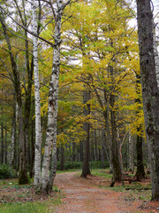 Obraz premium 秋の観光名所上高地の森の散策道の風景