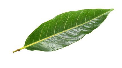 Obraz premium Green leaf on isolated background