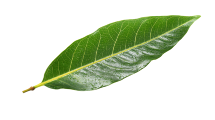 Green leaf on isolated background