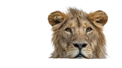 Lion Portrait