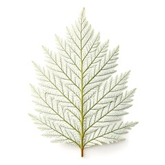 Naklejka premium Callitris Columellaris White Cypress Evergreen Scale Leaf on Bright White Background Natural Conifer Foliage Deep Green Texture Minimal Botanical Still Life Elegant Forest Organic Composition