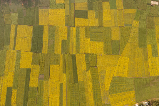 Aerial view of a patchwork of vibrant yellow and green fields creating a stunning contrast, a rural agricultural tapestry, Sirajganj, Rajshahi Division, Bangladesh.