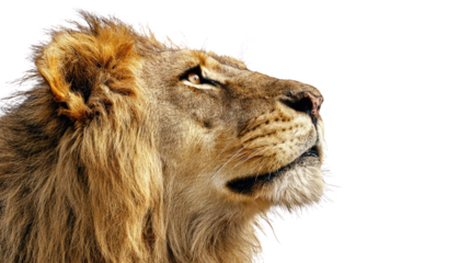 Majestic Lion Profile on Isolated Background