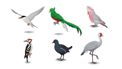 Obraz premium Collection of Colorful Exotic Birds with Bright Plumage on Transparent Background