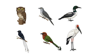 Obraz premium Collection of Six Realistic Bird Illustrations Including Owl Pigeon Woodpecker Crane and Parrot on Transparent Background