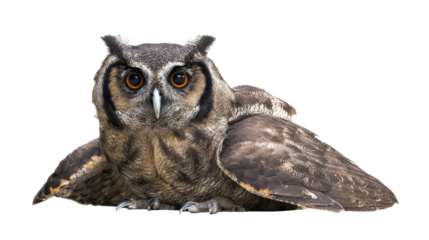 Owl portrait with transparent background