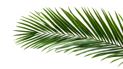 Palm leaf on transparent background