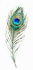 Obraz premium High Serenity Peacock Feather isolated watercolor vector illustration svg