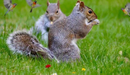 Obraz premium Pair of squirrel on the grass eating grass