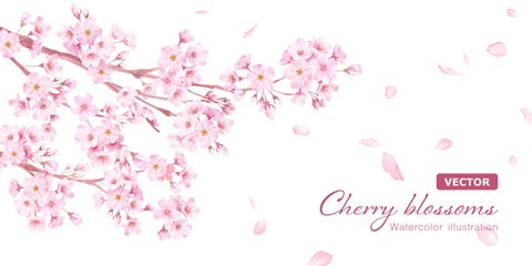 春の花：さくらと散る花びらのバナー背景。水彩イラスト（ベクター。レイアウト変更可能。）