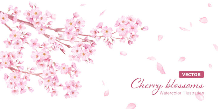 春の花：さくらと散る花びらのバナー背景。水彩イラスト（ベクター。レイアウト変更可能。）