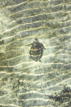 Aerial view of a sea turtle swimming in the turquoise waters, the sandy seabed rippling beneath, Great Harbour Cay, Berry Islands, The Bahamas.