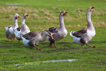 Geese graze on a green meadow. A flock of domestic geese walks one after another across the field.