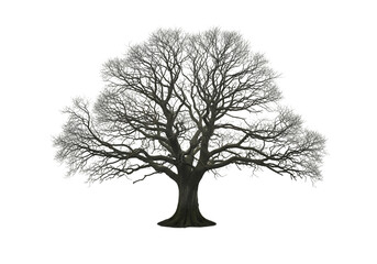Obraz premium Ancient bare tree with intricate branches winter dark