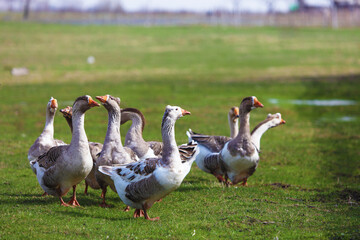 A flock of geese is grazing on a green meadow. The geese are walking together one after another.