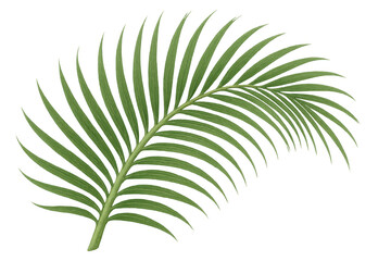 Fototapeta premium Green palm frond element for design, tropical botanical leaf with transparent background, summer vacation concept
