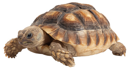 Fototapeta premium Sulcata Tortoise on Isolated Background