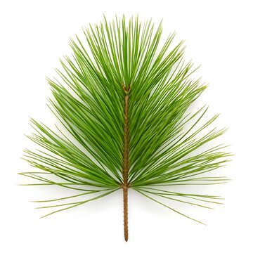 Pinus Roxburghii Longleaf Indian Pine Evergreen Needle Cluster on Pure White Background Natural Conifer Foliage Vibrant Green Texture Minimal Botanical Still Life Elegant Forest Organic Composition