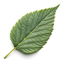 Obraz premium Pinus Longaeva Bristlecone Pine Fresh Evergreen Needle Cluster on Bright White Background Natural Conifer Foliage Vibrant Green Texture Minimal Botanical Still Life Elegant Forest Organic Composition