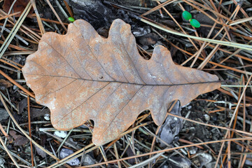 Macro photograph of a oak leaf lying on the ground