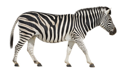 Fototapeta premium Zebra isolated on transparent background