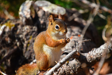 A squirrel, red in the autumn, Sainte-Apolline, Québec, Canada