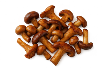 Brown Mushrooms Group, Closeup View on Transparent Background Still Life