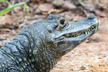 Naklejka premium The yacare caiman (Caiman yacare) is a medium-sized carnivorous reptile native to the vast wetlands of South America, with the largest population concentrated in the Pantanal region of Brazil. 
