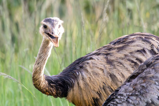 The rhea (Rhea americana), also known as the Ema is the largest native bird of South America and the largest land animal in Brazil. Nature. Animal lover.