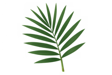Green palm frond tropical plant leaf creating a fresh summer, nature, and exotic background element on transparent