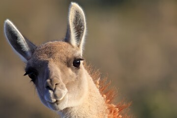 Naklejka premium Curious wild guanaco close-up portrait with soft fur tilted head looking directly at the camera
