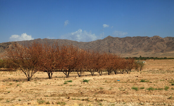 View of dry, straw-colored fields meet a row of deciduous trees with bare branches under a bright blue sky, with mountains in the distance, Quetta, Balochistan, Pakistan.