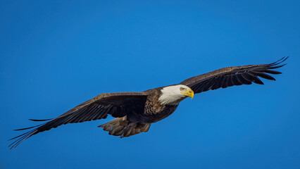 Obraz premium Bald Eagle adult in flight