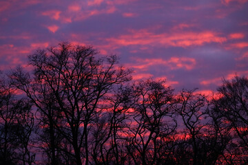 Fototapeta premium sunset in the forest