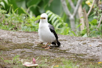 Jalak Bali, Bali Starling (Leucopsar rothschildi) white bird