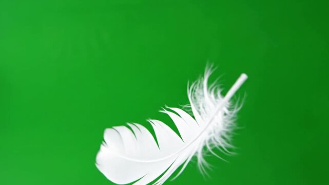 Falling into Stillness with single feather falling serenely on effect ad_ready green screen falling feathers style featuring nature,