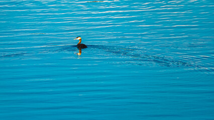 Podiceps cristatus, great crested grebe, on a sunny summer day