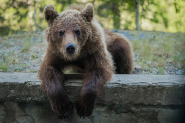 View of a brown bear lounging casually on a stone structure, its fur a rich contrast to the muted grey, in Poienari, Transilvania, Romania.