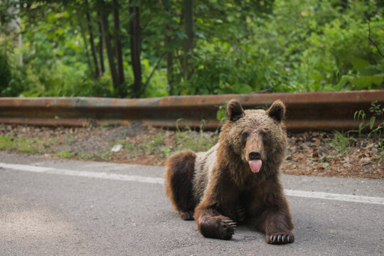View of a brown bear lounges casually on the stark asphalt of Transfagarasan road, tongue playfully out, amidst the vibrant green of Romania, Poienari, Transilvania, Romania.