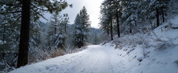 Naklejka premium Snow-covered trail twisting through a wooded area for off-road vehicles adventure.