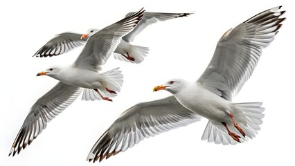 Fototapeta premium Seagulls Flying Isolated on White Background, Freedom, Nature, Birds in Flight