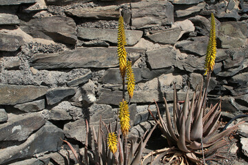 Yellow Aloe vera flowers in front of gray natural stone wall (Gran Canaria, Spain)