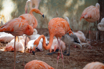group of flamingos